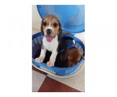 Beagle Puppies Price in Erode Beagle Puppies Available for Sale - 1