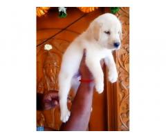 Labrador dog for sale, Lab Male and Female Pup Available
