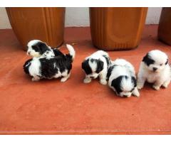 Shihtzu puppies available for sale - 1