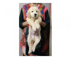 Golden Retriever Price in Pune, male female available