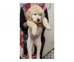 Golden Retriever Price in Pune, male female available - 2