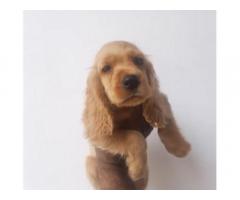 Cocker Spaniel male puppies for sale