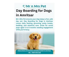 Day Boarding for Dogs in Amritsar