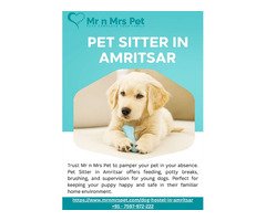 Pet Sitter in Amritsar