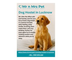 Dog Hostel in Lucknow