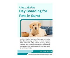 Day Boarding for Pets in Surat