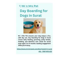 Day Boarding for Dogs in Surat