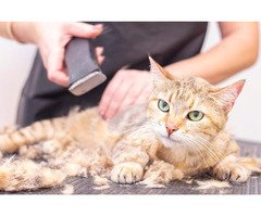 Cat Grooming in Faridabad