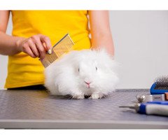 Small Pets Grooming in Amritsar