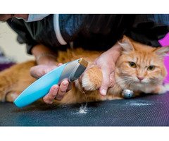 Cat Grooming in Ghaziabad