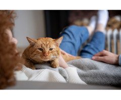 Cat Hostel in Amritsar