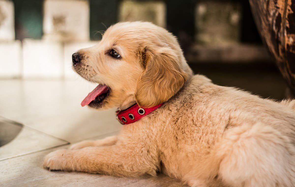 15 Tips for First Time Dog Owners