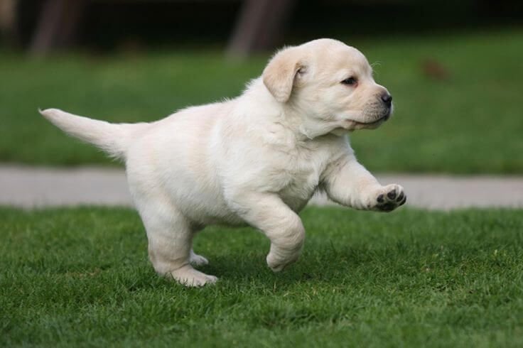 How much Labrador Dog Puppy Price in India?