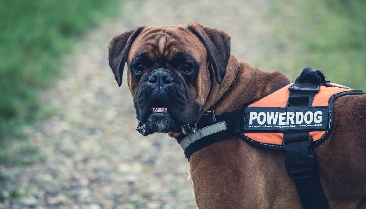 Top 10 Guard Dog Breeds in the USA