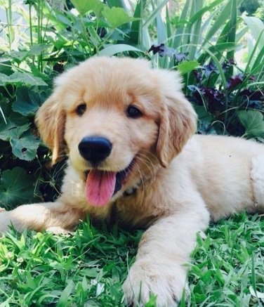 Golden Retriever Dog Puppy Price in India