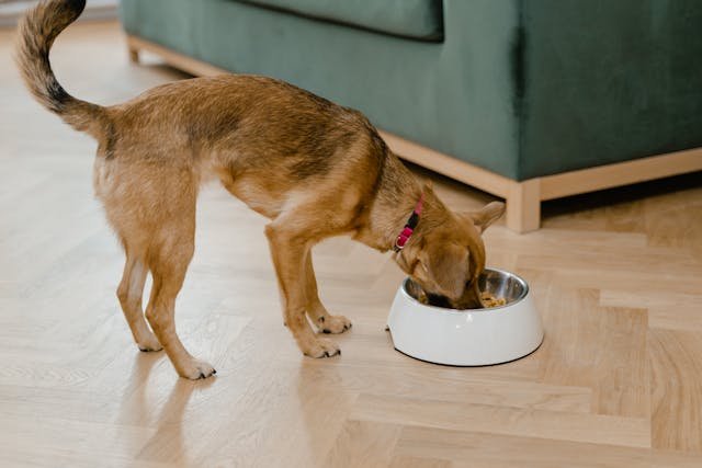 Why We Stopped Feeding Kibbles to Our Dog