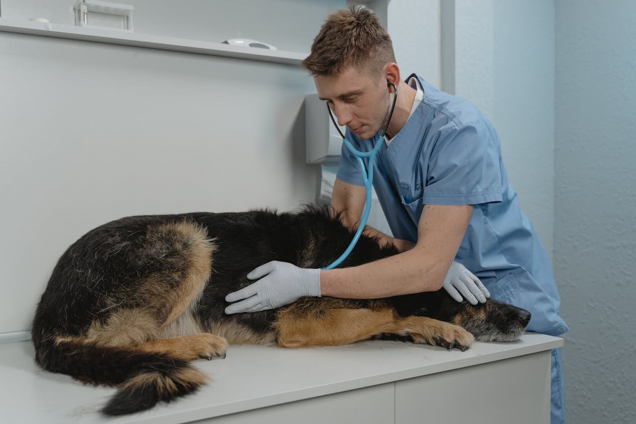 Understanding and Treating an Inflamed Dogs Nipple