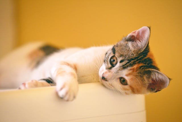 Managing Fleas After Adopting a Stray Kitty: What You Need to Know