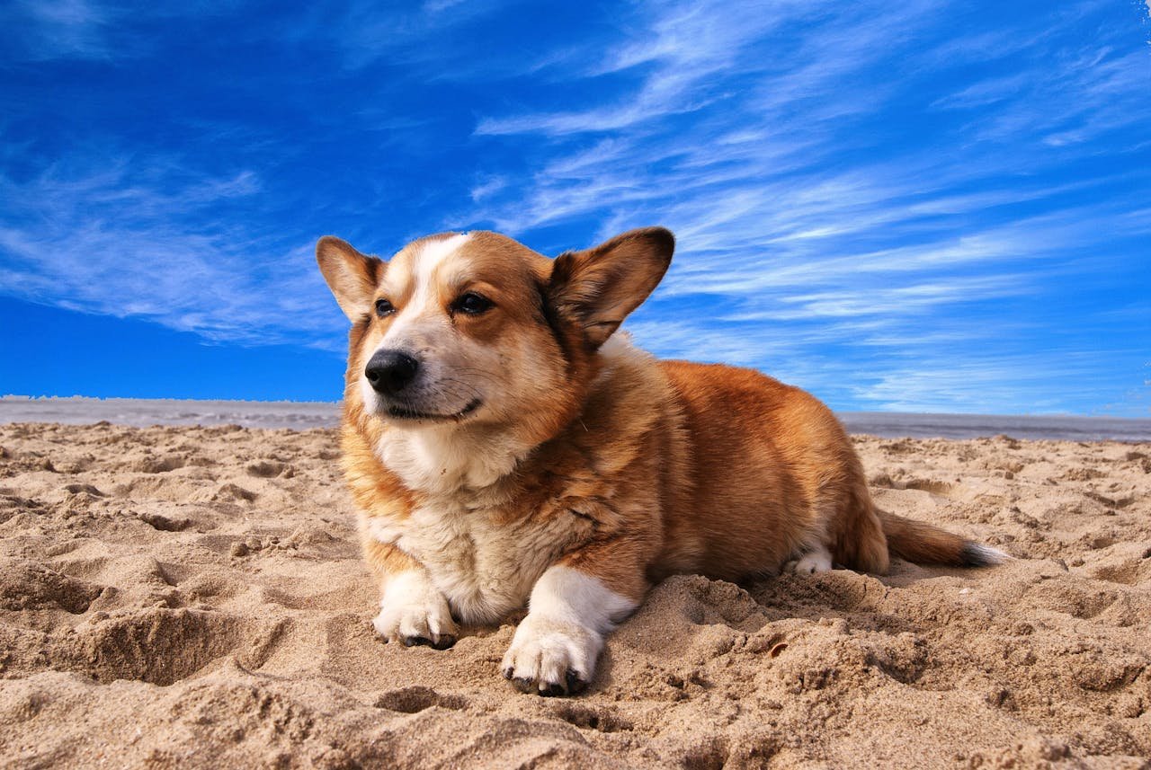 How to Treat a Dog Who Ate Sand: Symptoms and Solutions