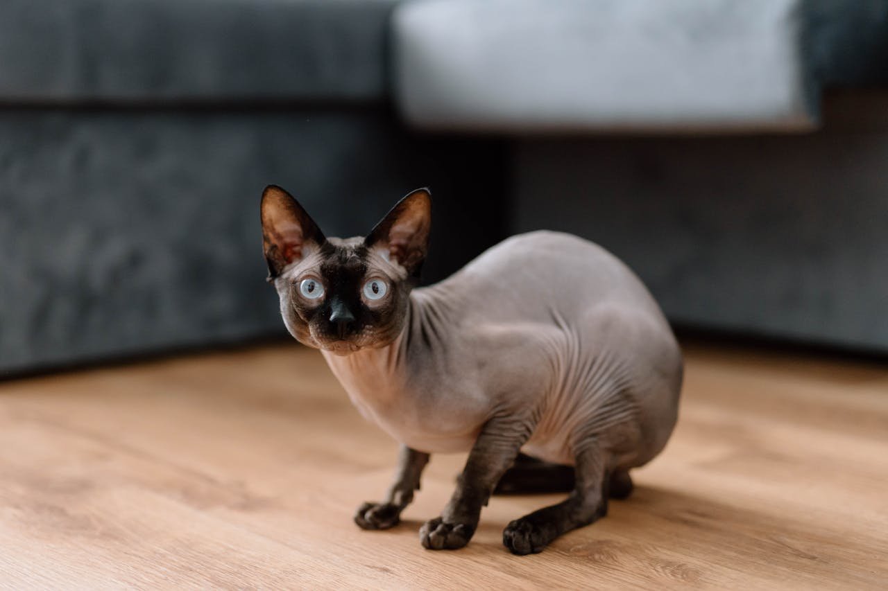 20 American Cat Breeds: Temperament, Features and Best For