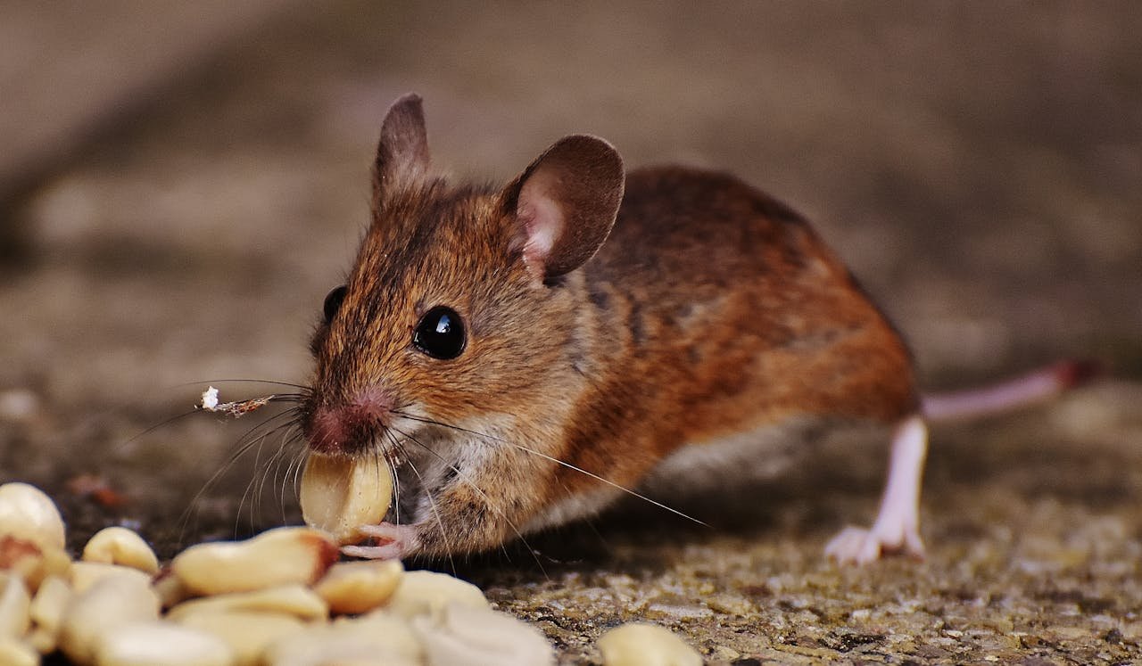 Do You Have Mice in Your House? Here's What to Do