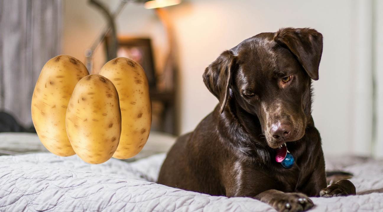 Can Dogs Eat Raw Potatoes? Risks, Safety, and Alternatives