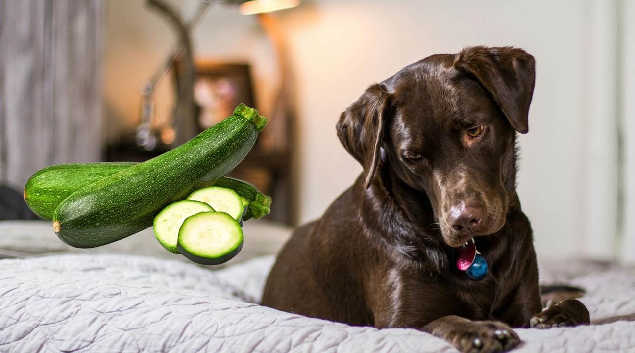 Can Dogs Eat Zucchini? Safe Feeding Guide and Benefits