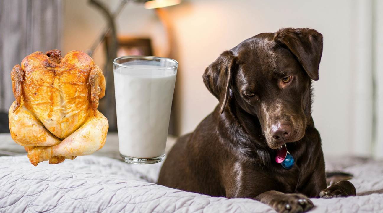 Can Dogs Drink Milk After Eating Chicken? What Owners Should Know