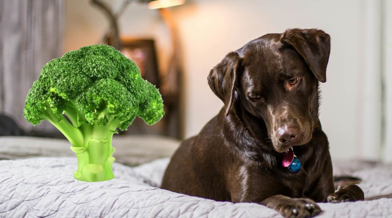Can Dogs Eat Broccoli? Safety, Benefits, and Feeding Guide