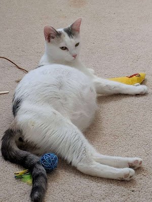 Are cats anxious before giving birth?