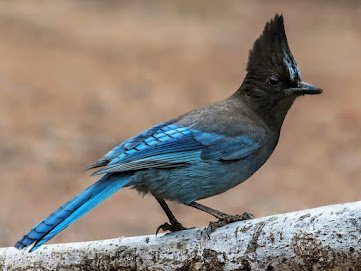 Do Steller jays eat baby birds?