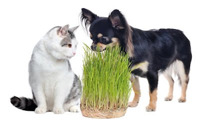 Why Do Dogs and Cats Eat Grass?