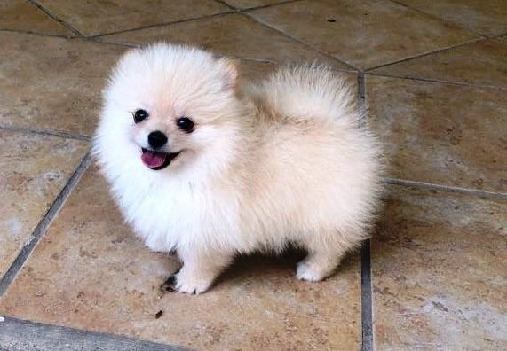 The Pomeranian Dog: A Comprehensive Guide