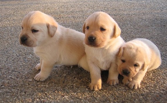 All You Need To Know About The Labrador Dog Breed