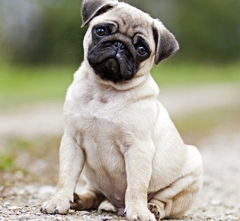 Top 5 Male and Female Dog Puppies Names