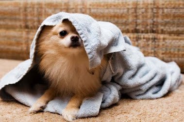 Should you dry your dog after a bath?