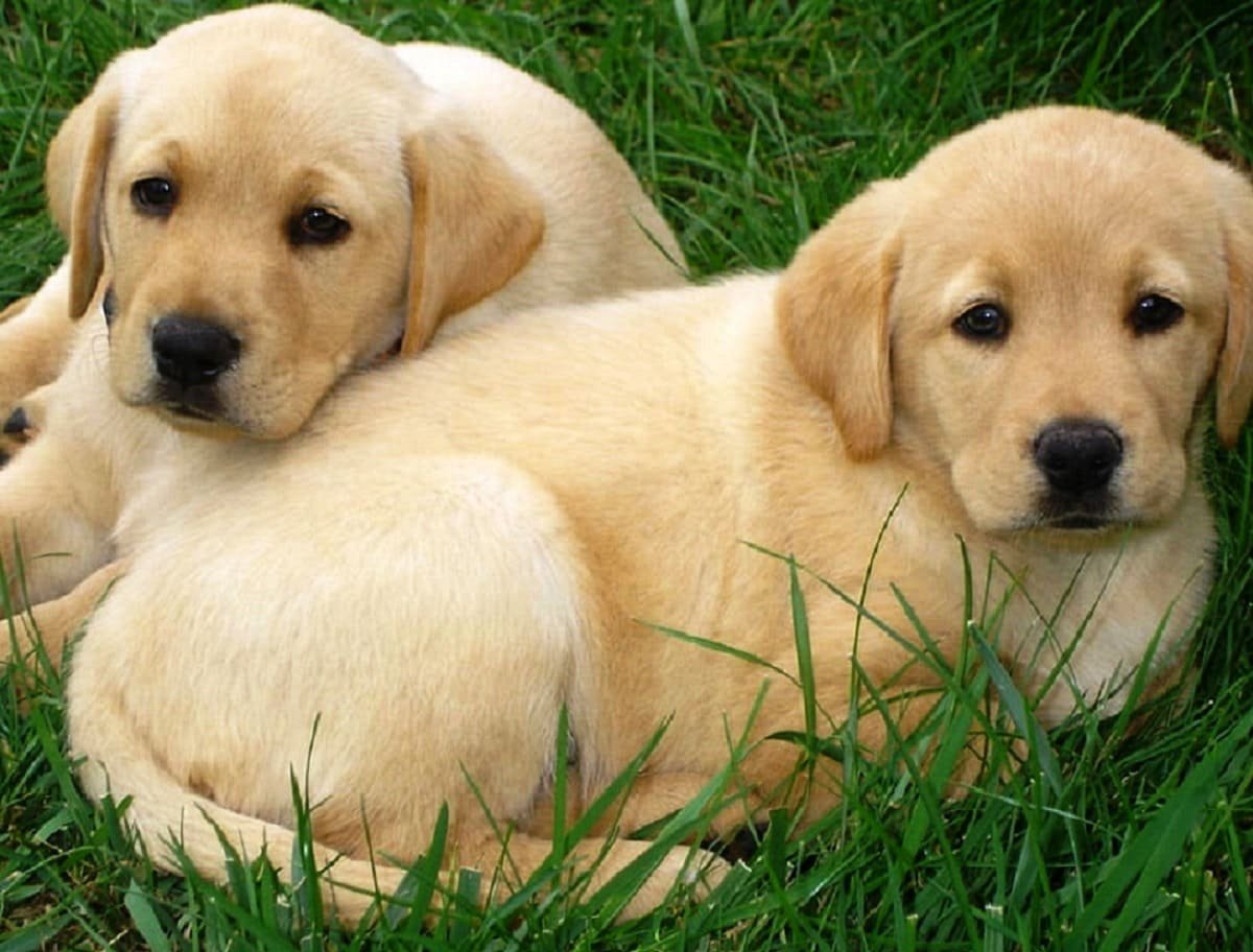 Labrador Dog Puppy Price in New York USA