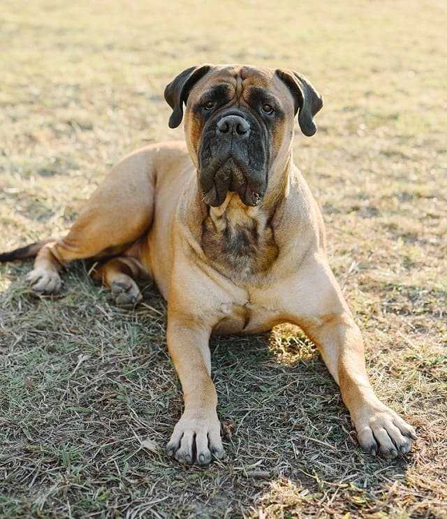 Bullmastiff